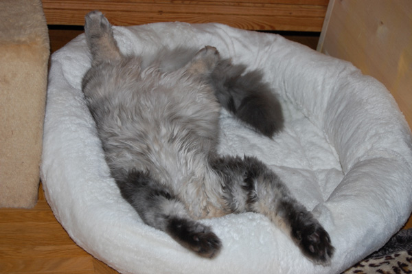 Baldur ganz kopflos.jpg